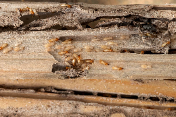 Professional Pest Control in Mount Penn, PA